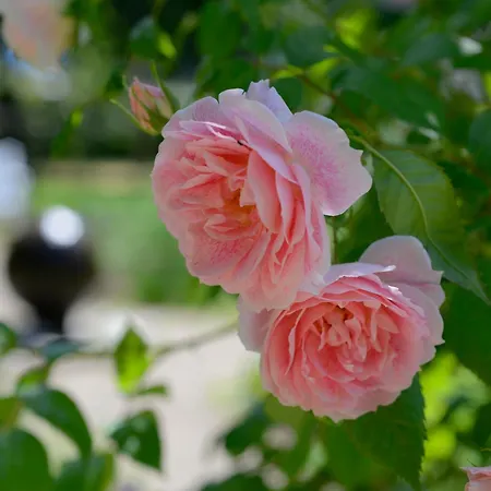 Seehotel Grossherzog Von Mecklenburg فندق بولتينهاجين